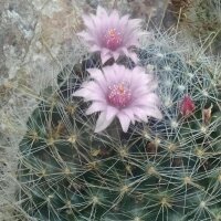 Wichuriki (Mammillaria heyderi) Samen