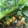 Alraune, herbstblühende (Mandragora autumnalis) Samen