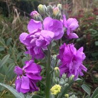 Levkoje (Matthiola incana) Samen