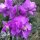 Levkoje (Matthiola incana) Samen