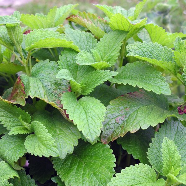 Zitronenmelisse (Melissa officinalis) Samen