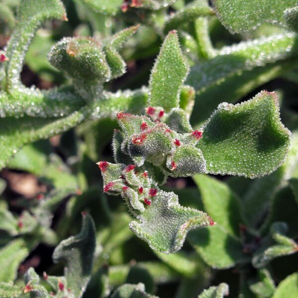 Eiskraut (Mesembryanthemum crystallinum) Samen