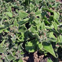 Eiskraut (Mesembryanthemum crystallinum) Samen