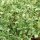 Eiskraut (Mesembryanthemum crystallinum) Samen