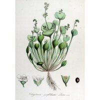 Postelein (Montia perfoliata) Samen