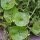 Postelein (Montia perfoliata) Samen