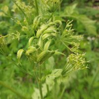 Süßdolde (Myrrhis odorata) Samen