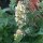 Zitronen-Katzenminze / Weisse Melisse (Nepeta cataria ssp. citriodora) Samen