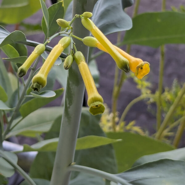 banana musa variegata Dwarf Banana 'Truly Tiny'  Pond PIants Online