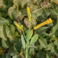 Baumtabak (Nicotiana glauca) Samen