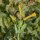Baumtabak (Nicotiana glauca) Samen