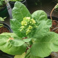 Bauerntabak (Nicotiana rustica) Samen