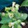 Bauerntabak (Nicotiana rustica) Samen