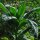 Virginia Tabak Virginia Gold (Nicotiana tabacum) Samen