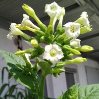 Orienttabak Samsoun (Nicotiana tabacum) Samen