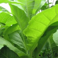 Kentucky Tabak (Nicotiana tabacum) Samen