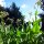 Tabak Badischer Geudertheimer (Nicotiana tabacum) Samen