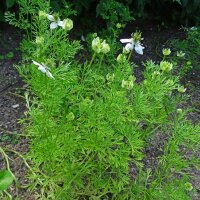 Schwarzkümmel (Nigella sativa) Samen