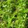 Zitronenbasilikum (Ocimum americanum) Samen