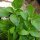 Thaibasilikum (Ocimum basilicum) Samen