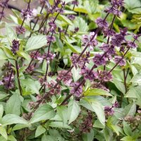 Anis Basilikum (Ocimum basilicum) Samen