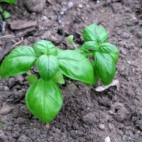 Genoveser Basilikum (Ocimum basilicum) Samen