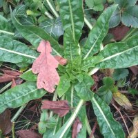 Rapontika / Nachtkerze (Oenothera biennis) Samen