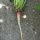 Rapontika / Nachtkerze (Oenothera biennis) Samen