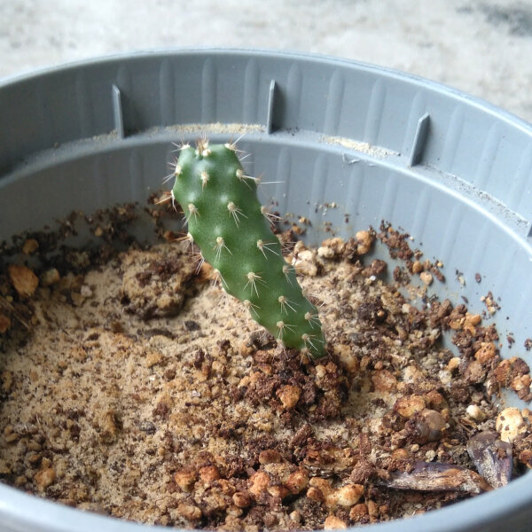 wundverschluss kaktus Trichocereus bridgesii f. monstruosa