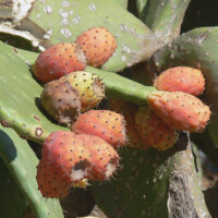Echter Feigenkaktus (Opuntia ficus-indica) Samen