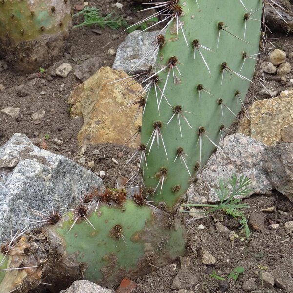 Winterharter Feigenkaktus Samen  Opuntia phaeacantha