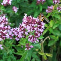 Oregano (Origanum vulgare) Samen