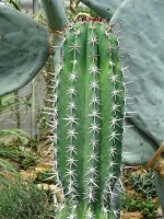 Chawe (Pachycereus pecten-aboriginum) Samen