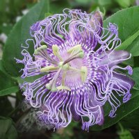 Passionsblume (Passiflora incarnata)