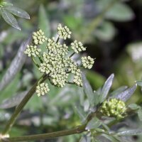Italienische Glatte Petersilie (Petroselinum crispum var....