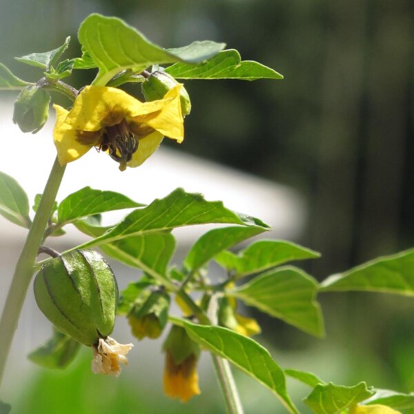 Tomatillo 'Rendidora' (Physalis ixocarpa) Samen