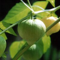 Tomatillo Rendidora (Physalis ixocarpa) Samen