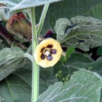 Andenbeere / Kapstachelbeere (Physalis peruviana) Samen