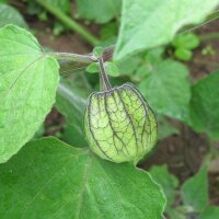 Andenbeere / Kapstachelbeere (Physalis peruviana) Samen