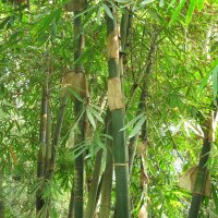 Moso Bambus (Phyllostachys pubescens) Samen
