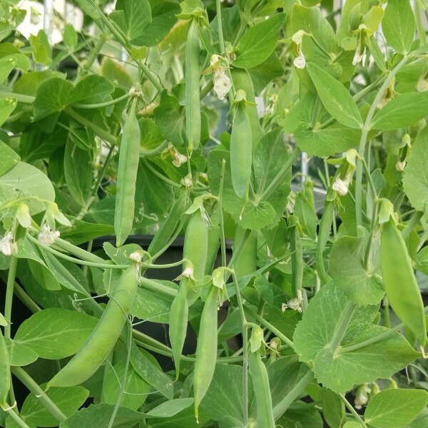 Pal-Erbse Kleine Rheinländerin (Pisum sativum) Samen