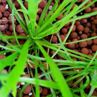 Kapuzinerbart / Minutina / Hirschhornwegerich (Plantago coronopus) Samen