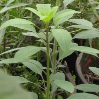 Bolivianischer Koriander / Papalo (Porophyllum ruderale ssp. macrocephalum) Samen