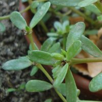 Portulak (Portulaca oleracea) Samen