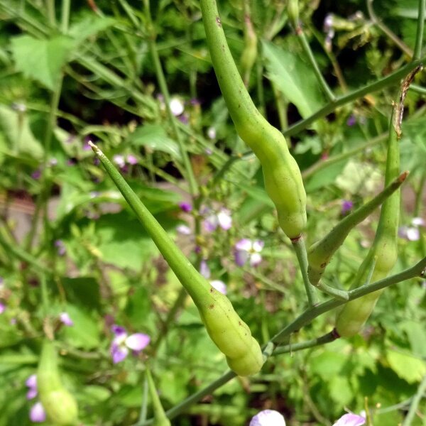 Rattenschwanz-Radieschen (Raphanus caudatus) Samen