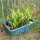 Pfeilkraut (Sagittaria sagittifolia) Samen