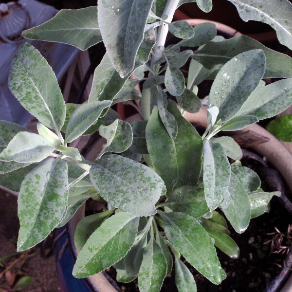 künstliche lianen Künstlicher Ficus-Liane ↕140 cm