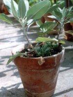 Weisser Salbei (Salvia apiana) Samen