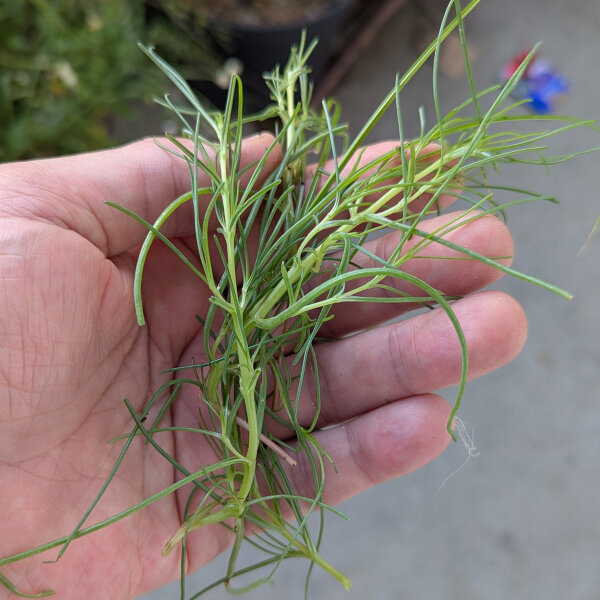 Agretti / Mnchsbart (Salsola soda) Samen
