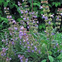 Echter Salbei (Salvia officinalis) Samen